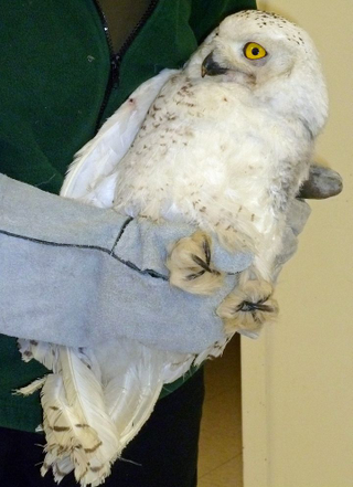 Illustration for article titled How to build an owl: bamboo, glue, feathers from another owl